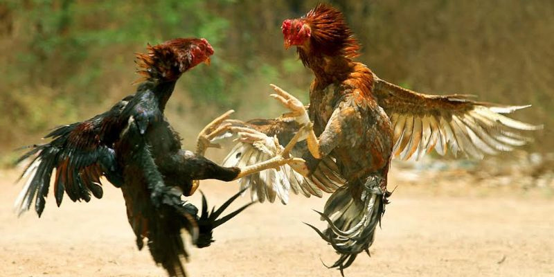 4 bước nhanh chóng tham gia đá gà trực tuyến C1 tại Hubet