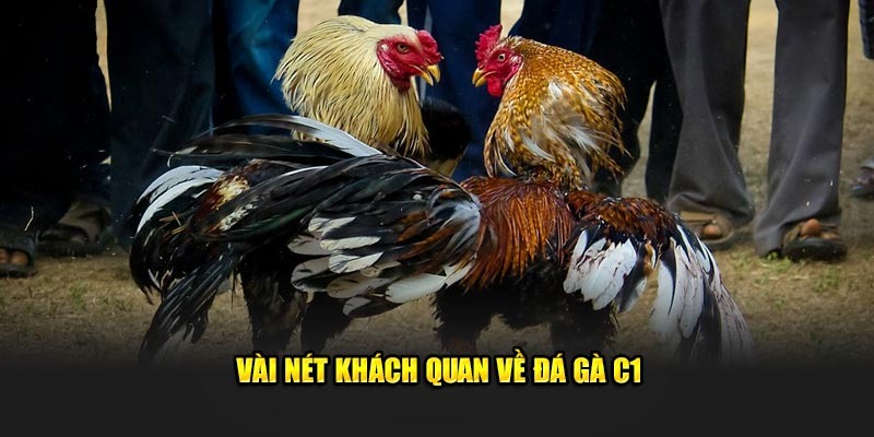 Đá gà C1 là hình thức đấu kê hot và mãn nhãn nhất