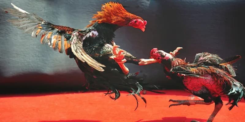 đá gà cựa dao