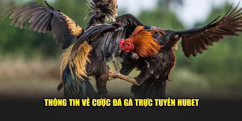 Đá gà Hubet và hành trình làm giàu cực khủng dành cho bạn