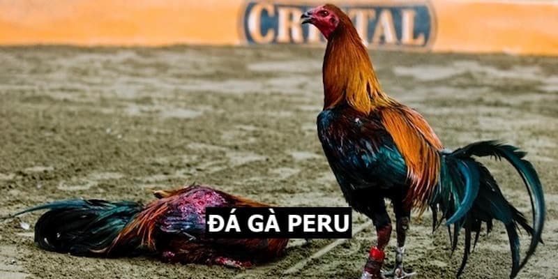 đá gà Peru