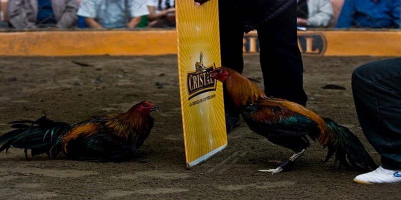 Bí quyết chơi đá gà Peru thắng đậm từ chuyên gia