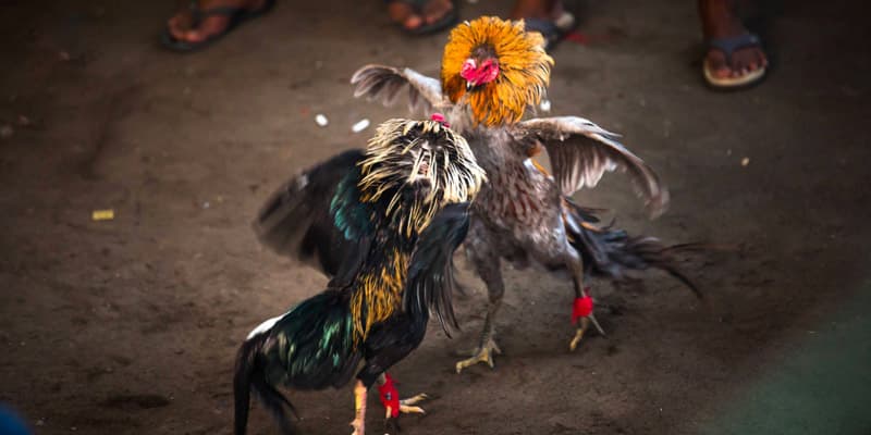 Lý giải nguyên nhân chọi gà Peru tại Hubet được đặc biệt yêu thích